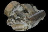 Fossil Belemnites (Paxillosus) With Icthyosaur Vert - Germany #129407-2
